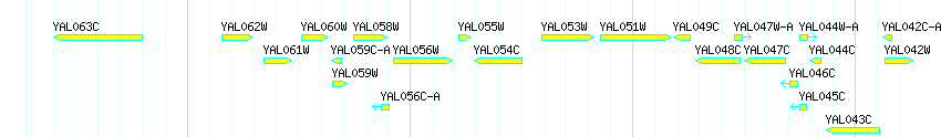 Genes detail