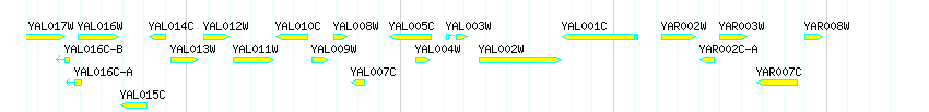 Genes detail