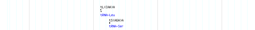 tRNAs detail