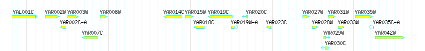 Genes detail