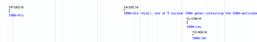 tRNAs detail