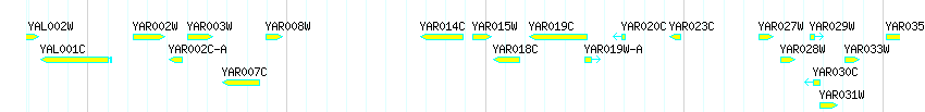 Genes detail