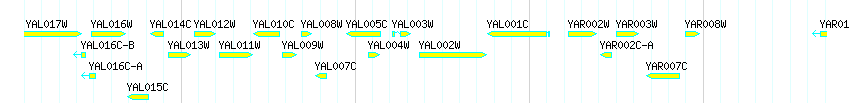 Genes detail