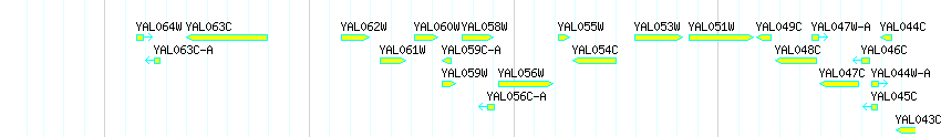Genes detail