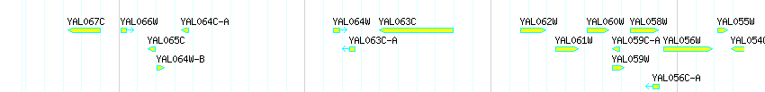 Genes detail