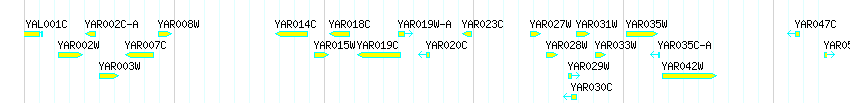 Genes detail