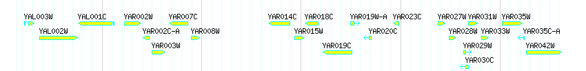 Genes detail