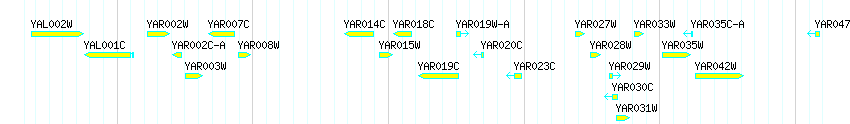 Genes detail