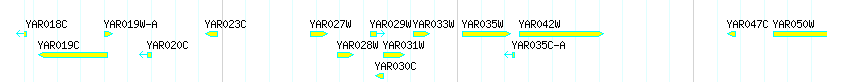 Genes detail
