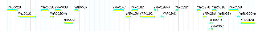 Genes detail