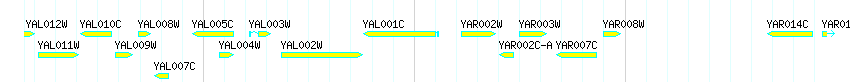 Genes detail