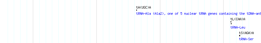 tRNAs detail