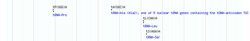 tRNAs detail