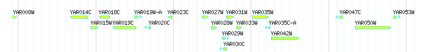Genes detail