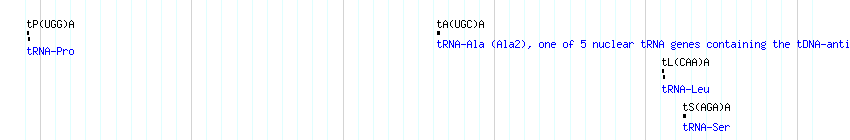 tRNAs detail