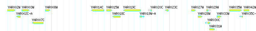 Genes detail