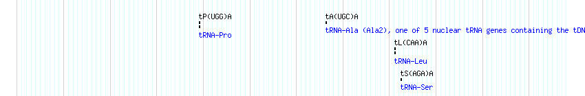 tRNAs detail