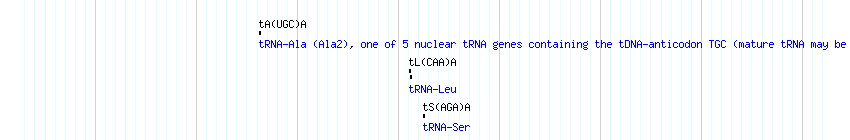 tRNAs detail