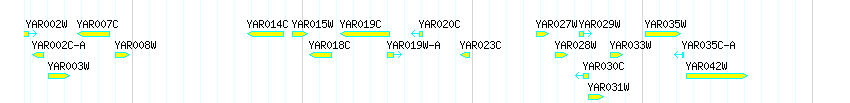Genes detail