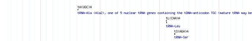tRNAs detail