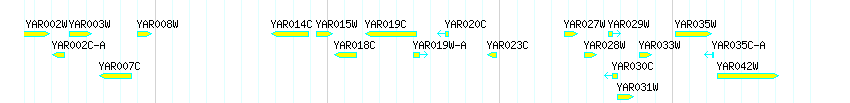 Genes detail