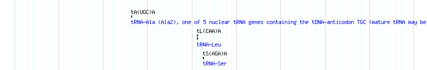 tRNAs detail