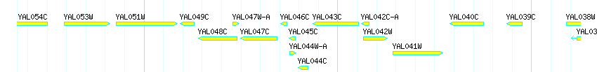 Genes detail