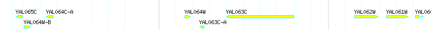 Genes detail