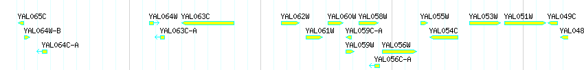 Genes detail