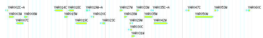 Genes detail