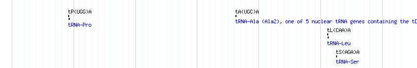 tRNAs detail