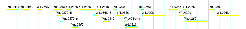 Genes detail