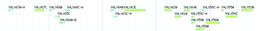 Genes detail