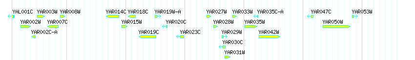 Genes detail