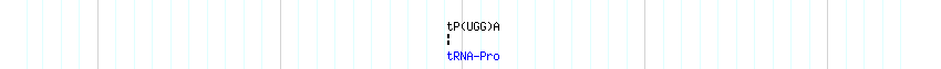 tRNAs detail