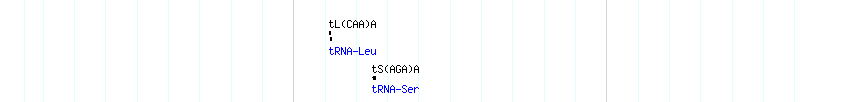 tRNAs detail