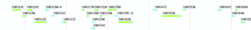 Genes detail