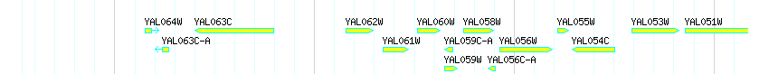 Genes detail