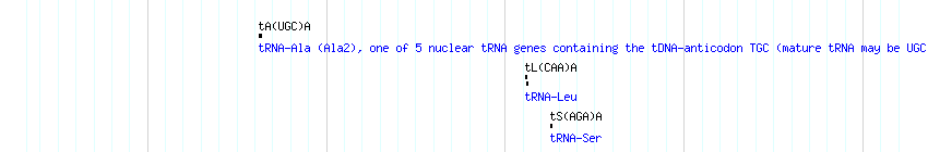 tRNAs detail