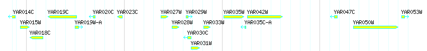 Genes detail