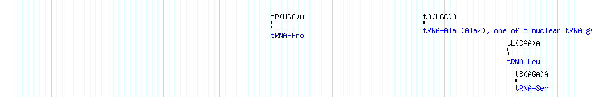 tRNAs detail