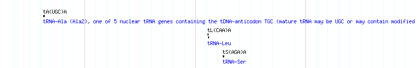 tRNAs detail