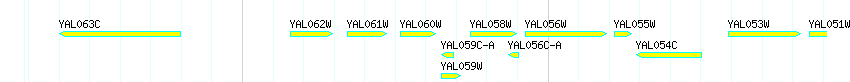 Genes detail
