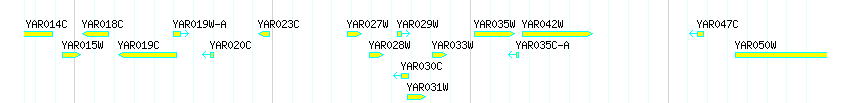 Genes detail