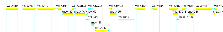 Genes detail