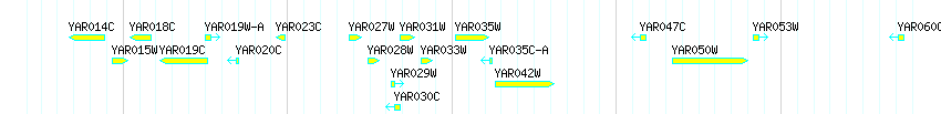 Genes detail