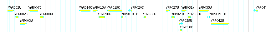 Genes detail