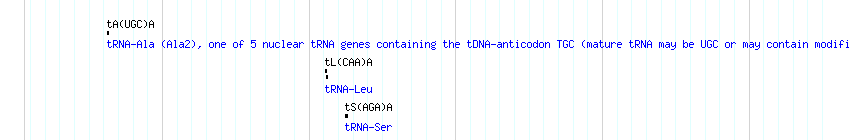 tRNAs detail