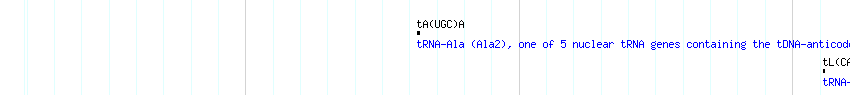 tRNAs detail