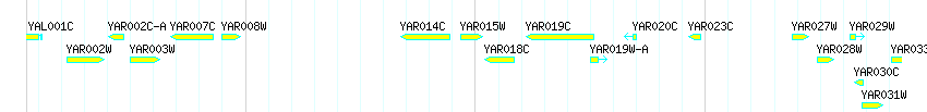 Genes detail
